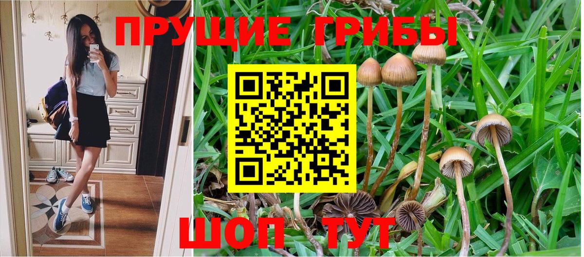 Псилоцибиновые грибы Psilocybine cubensis  как найти закладки  Алейск  Вход с VPN 