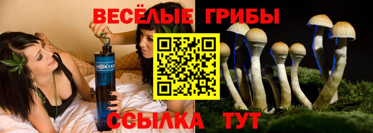 Галлюциногенные грибы Psilocybine cubensis Алейск